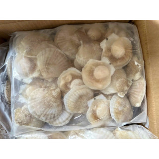 HOẢ TỐC - 1KG SÒ ĐIỆP NỬA MẢNH