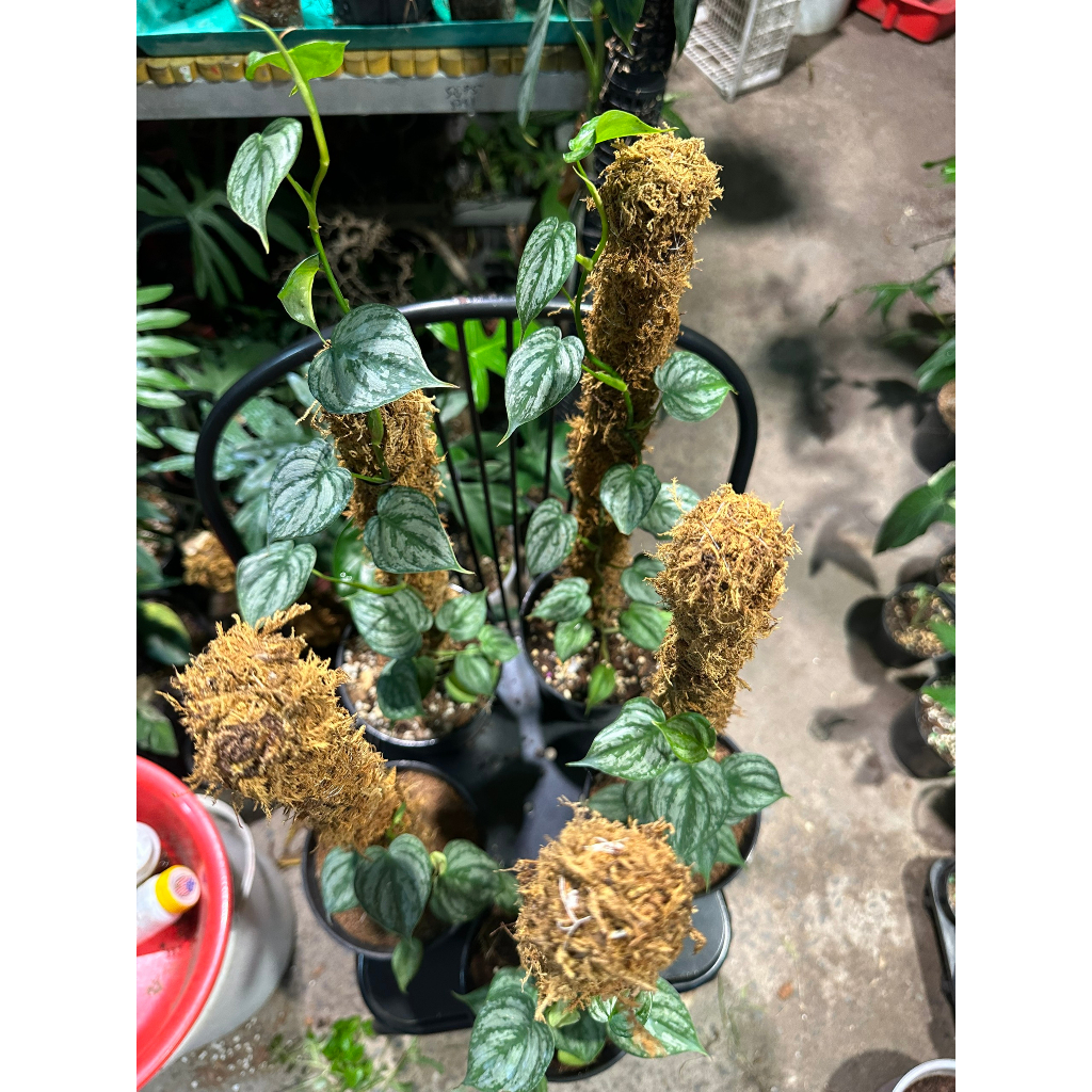 Chậu Brandtianum kèm trụ leo đẹp về chăm không lo ngủm.hihi.