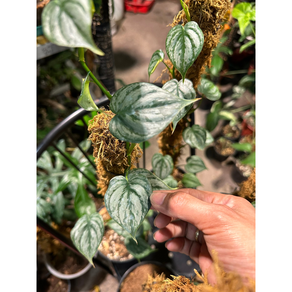 Chậu Brandtianum kèm trụ leo đẹp về chăm không lo ngủm.hihi.