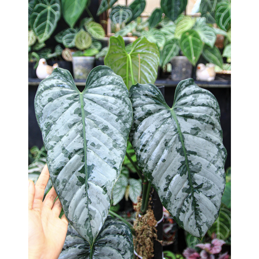 Chậu Brandtianum kèm trụ leo đẹp về chăm không lo ngủm.hihi.