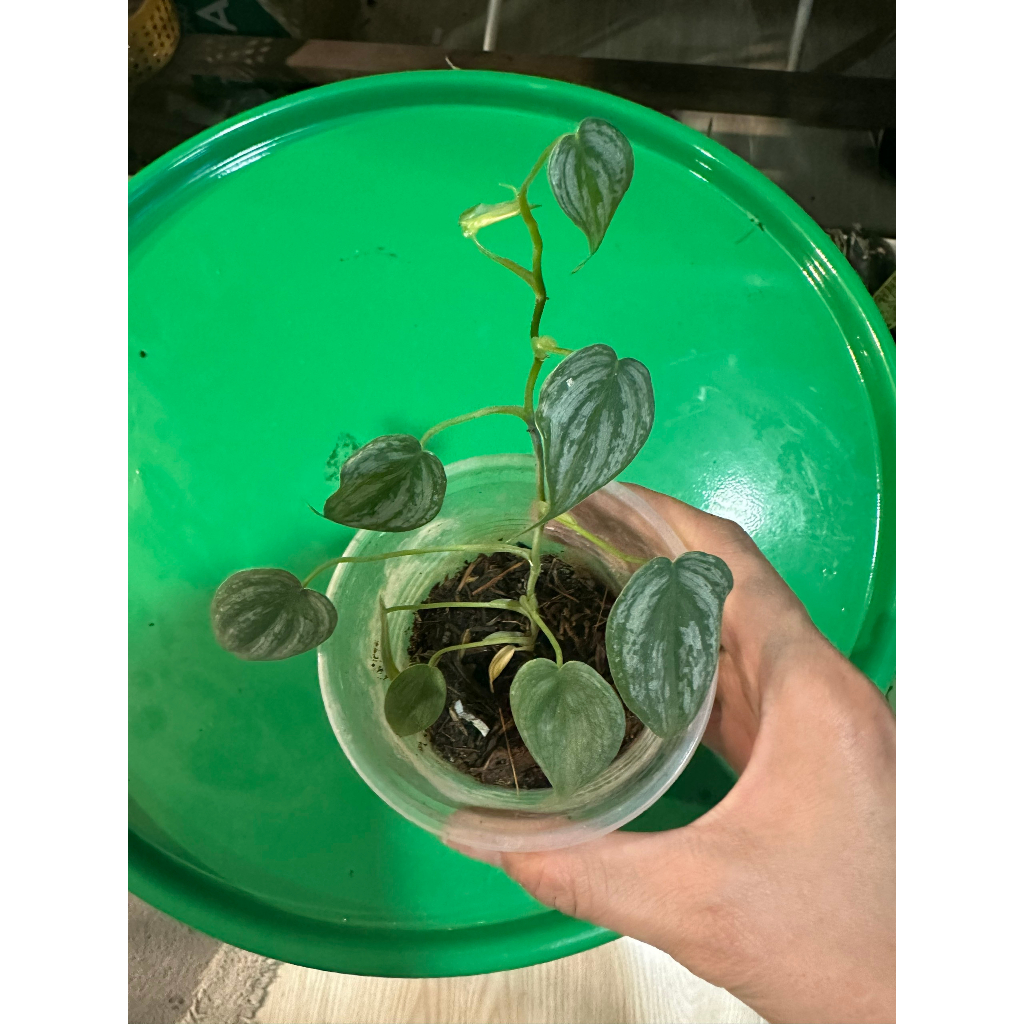 Chậu Brandtianum kèm trụ leo đẹp về chăm không lo ngủm.hihi.