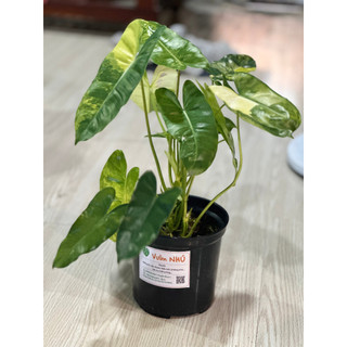 Chậu Philodendron Burle Marx Variegated - Trầu bà tỷ phú đột biến.