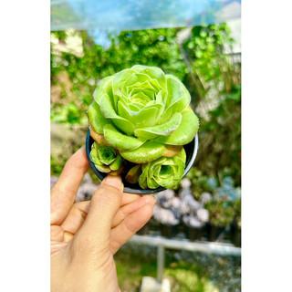 Sen đá Hồng xanh Greenovia