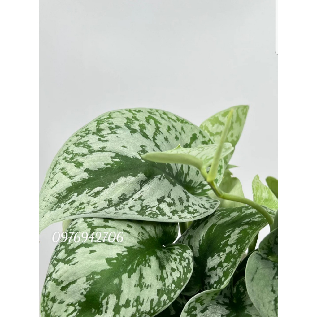 Cây Trầu Bà  Lụa Pháp |  Scindapsus Pictus ‘Exotica’    | cây phong thủy,lọc khí