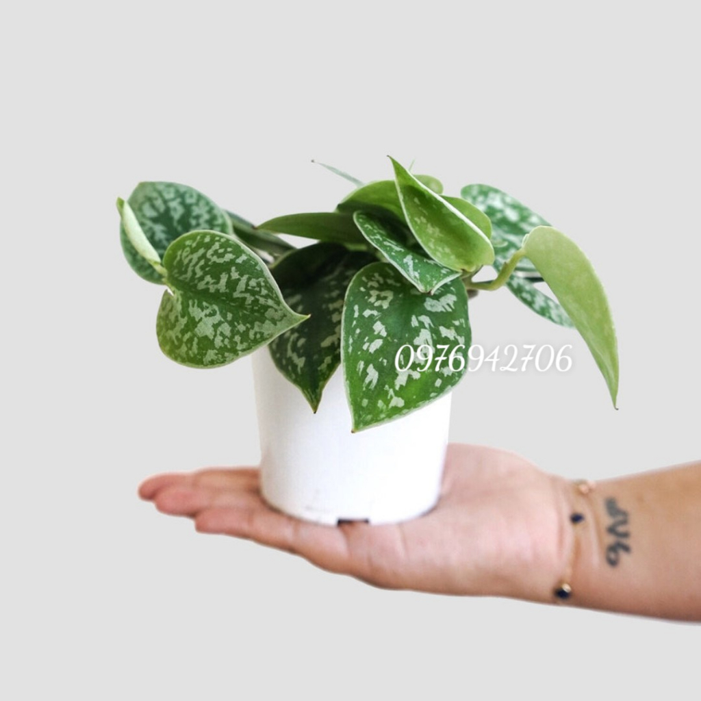 Cây Trầu Bà  Lụa Pháp |  Scindapsus Pictus ‘Exotica’    | cây phong thủy,lọc khí