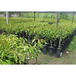 Cây giống Sầu riêng Musang King