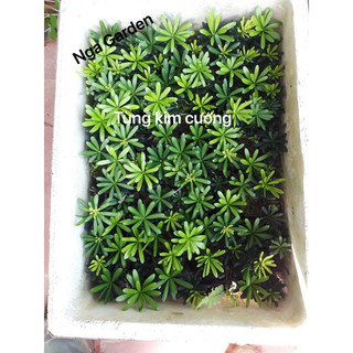 2 cây tùng kim cương chuẩn giống