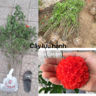 Cây lựu hạnh, lựu đỏ, hoa đỏ kép