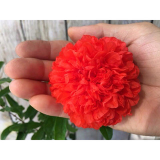Cây lựu hạnh, lựu đỏ, hoa đỏ kép cao 40-50 cm