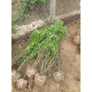 Cây lựu hạnh, lựu đỏ, hoa đỏ kép cao 40-50 cm