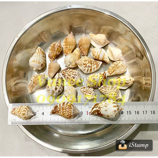 Vỏ ốc nhảy tròn 100gr