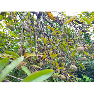 Giống Na Rừng Siêu Thơm