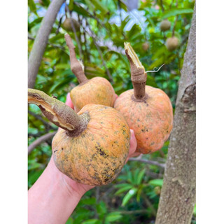 Giống Na Rừng Siêu Thơm