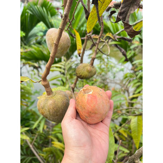 Giống Na Rừng Siêu Thơm