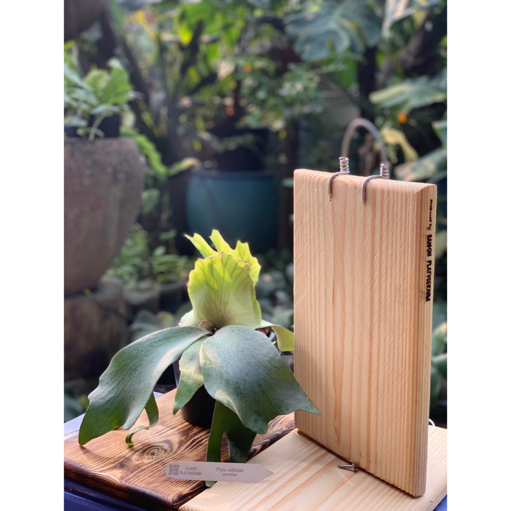GỖ MIẾNG GHÉP CÂY
