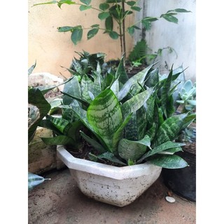 Cây lưỡi hổ lùn
