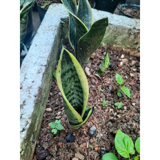 Cây lưỡi hổ lùn