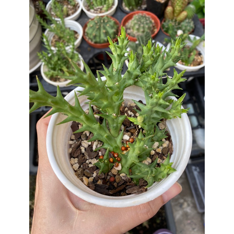 Xương rồng sao biển , size chậu 10cm. cây y hình 1 và 2. mặt bông h cuối