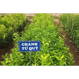 cây giống chanh tứ quý (giống chuẩn cây siêu đẹp)