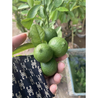 cây giống chanh tứ quý (giống chuẩn cây siêu đẹp)