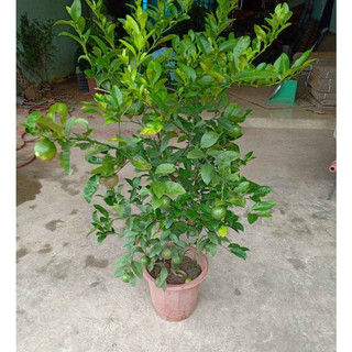 cây giống chanh tứ quý (giống chuẩn cây siêu đẹp)