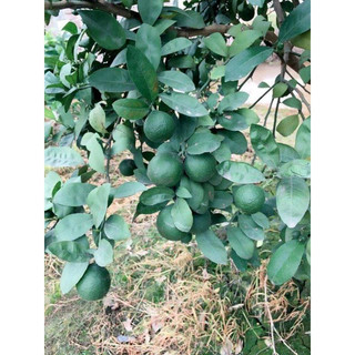 cây giống chanh tứ quý (giống chuẩn cây siêu đẹp)