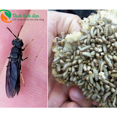 Ấu trùng Ruồi lính đen tươi hút chân không - Gói 1kg