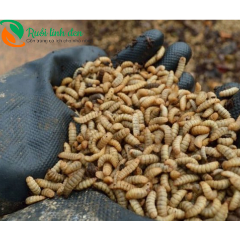 Ấu trùng Ruồi lính đen tươi hút chân không - Gói 1kg
