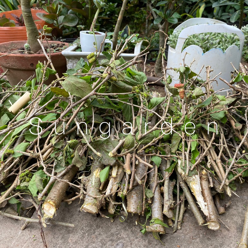 Nhánh cây dâu tằm phơi khô