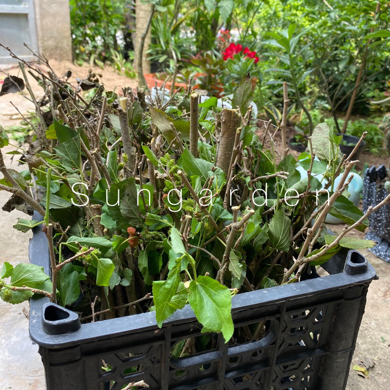 Nhánh cây dâu tằm phơi khô