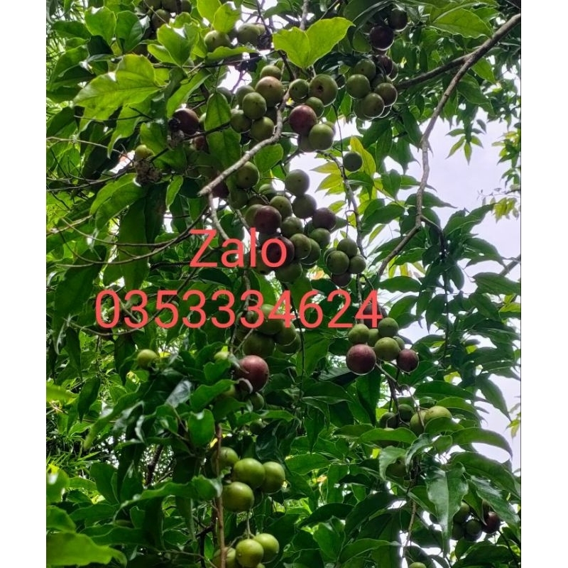 Cây hồng quân ta loại chiết nhánh cây không có gai cây cao từ 60cm giá 1900k 1 cây