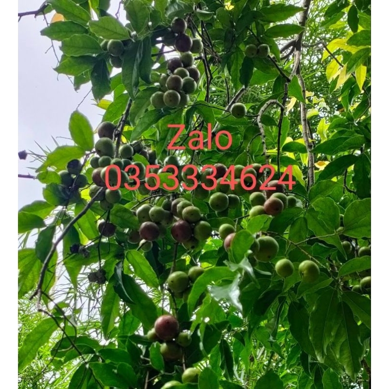 Cây hồng quân ta loại chiết nhánh cây không có gai cây cao từ 60cm giá 1900k 1 cây