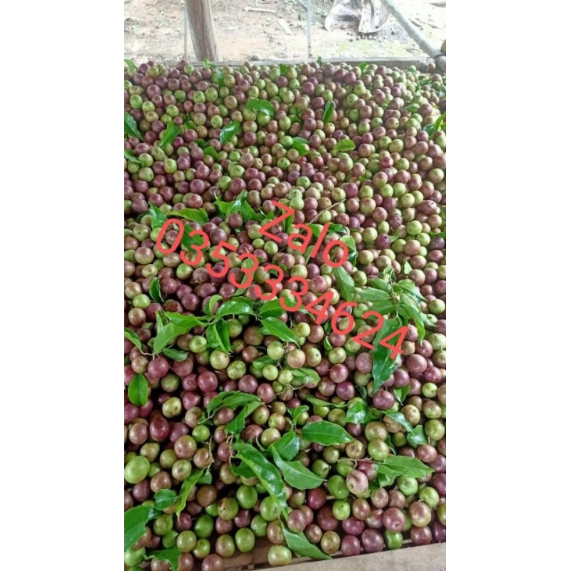 Cây hồng quân ta loại chiết nhánh cây không có gai cây cao từ 60cm giá 1900k 1 cây