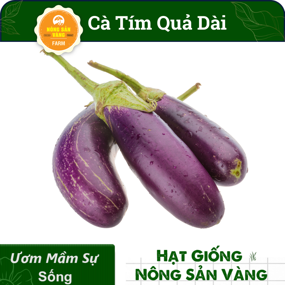 Hạt giống Cà Tim Quả Dài, Dể Trồng, Được Nhiều Người Yêu Thích Nhất (Gói 1 Gram) - Nông Sản Vàng