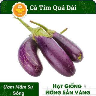 Hạt giống Cà Tim Quả Dài, Dể Trồng, Được Nhiều Người Yêu Thích Nhất (Gói 1 Gram) - Nông Sản Vàng