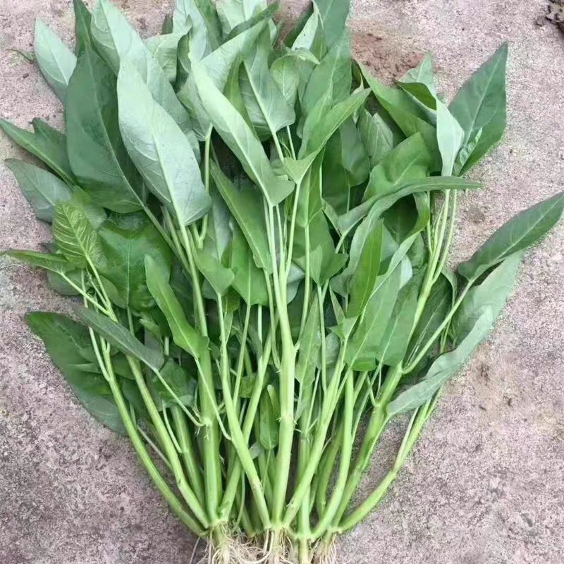 Hạt giống rau muống 3 chạc