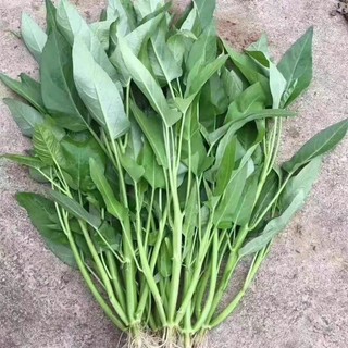 Hạt giống rau muống 3 chạc(muống lá to thái lan)