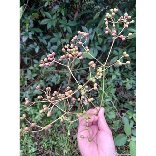 Hạt giống ưng bất bạc