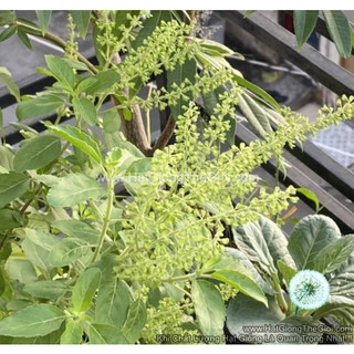 0.2Gr Hạt Giống Hương Nhu Holy Basil (B3.201| C26*W50*M222)