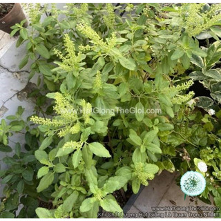 10GR 8000.HẠT Hạt Giống Hương Nhu Holy Basil (| C26*W50)