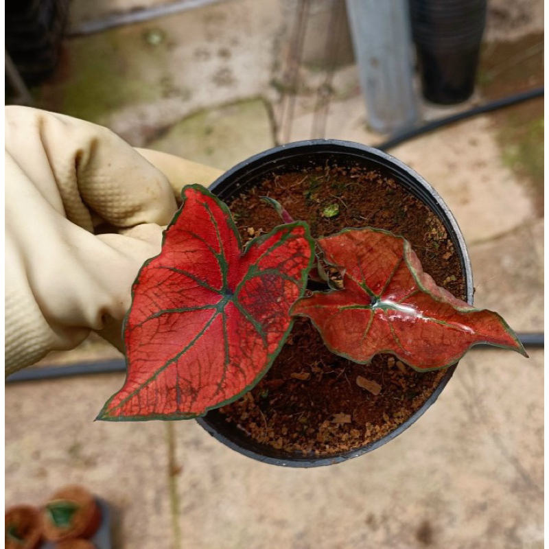 Tổng hợp Caladium lá hình Tim