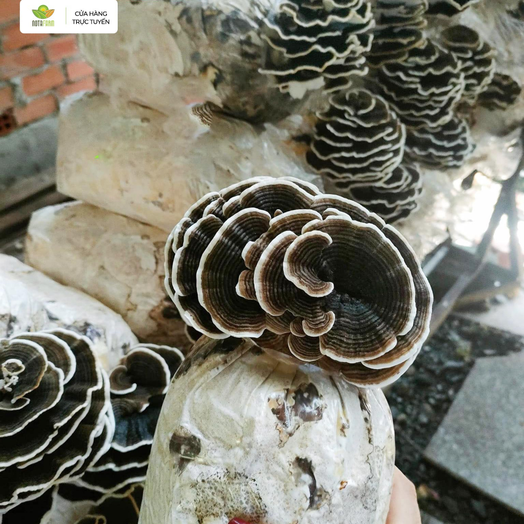 Phôi Nấm Vân Chi - Trồng Nấm Tại Nhà - Nota Farm