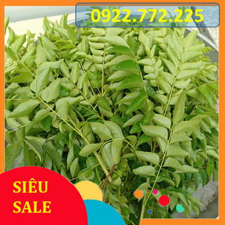 1kg Lá Cà Ri tươi