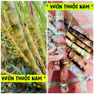 Combo 3 hom mía mắc lồi và 3 hom mía tây tổng 6 hom mía làm giống