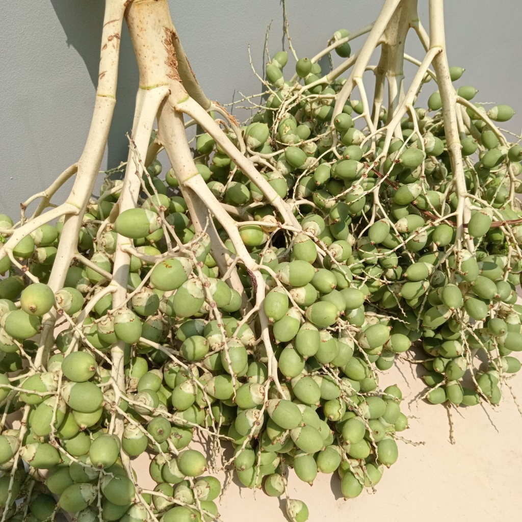 Trái Cau Kiểng  1kg