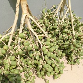 Trái Cau Kiểng (Quả Cau Kiểng) 1kg [Thảo Dược Ngọc Ánh]