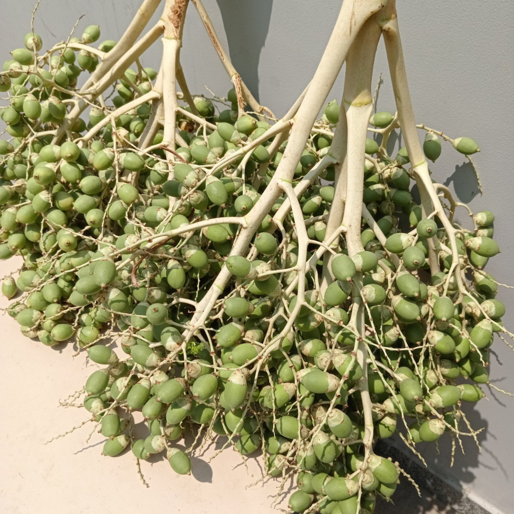 Trái Cau Kiểng  1kg