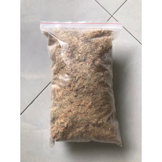 Chất trồng cây bắt mồi: Dớn trắng Việt Nam