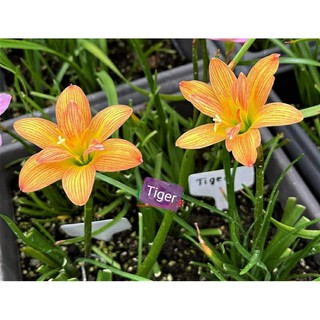 Củ huệ mưa ngoại Tiger hoa cam sọc