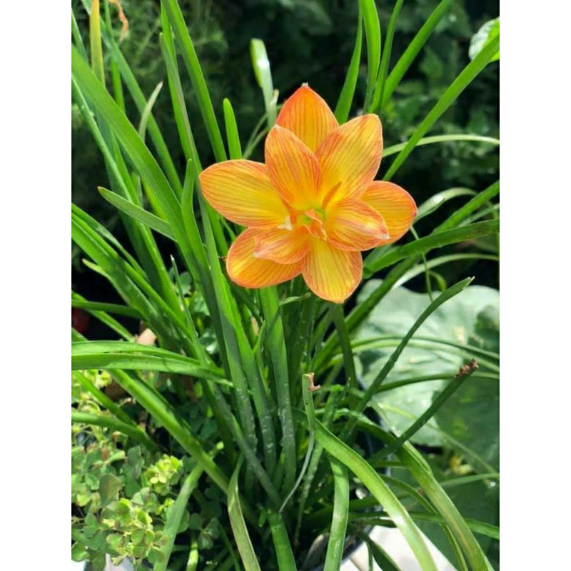 Củ huệ mưa ngoại Tiger hoa cam sọc (củ mẹ)